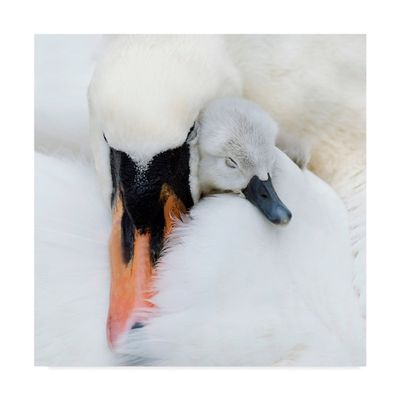 Trademark Fine Art 1X05118-C1818GG A Mothers Love Swans by Jacky Parker, 18x18, Multicolor
