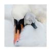 Trademark Fine Art 1X05118-C1818GG A Mothers Love Swans by Jacky Parker, 18x18, Multicolor view 1
