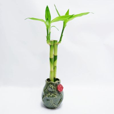 Athena's Garden Contemporary Bamboo Arrangement