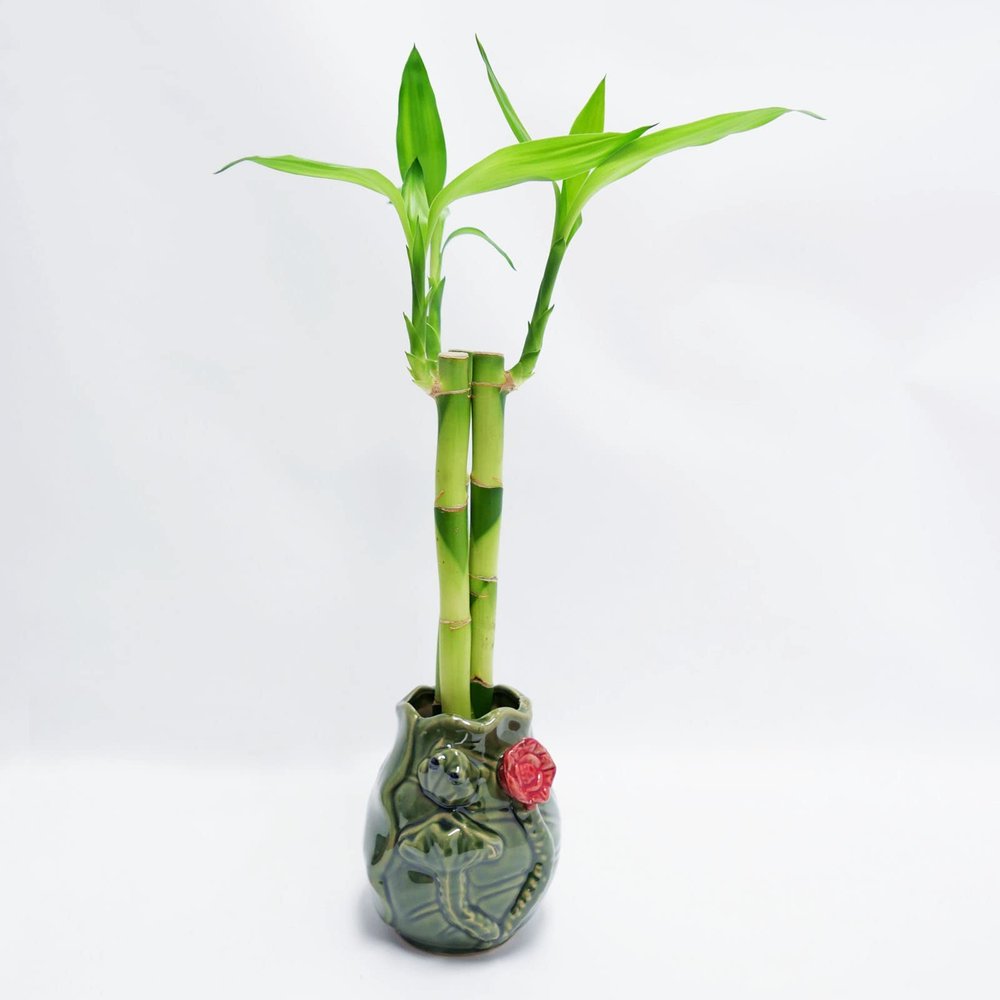 Athena's Garden Contemporary Bamboo Arrangement