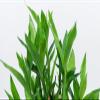 Athena's Garden Contemporary Bamboo Arrangement view 2
