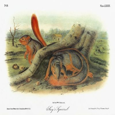 Audubon Squirrel Nwestern Fox Squirrel (Sciurus Niger Rufiventer) Formerly Known As SayS Squirrel Lithograph C1851 After A Painting By John James Audubon For His Viviparous Quadrupeds Of North America
