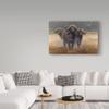 Trademark Fine Art ALI35561-C1624GG Cape Buffalos by Harro Maass Fine Art, 16" x 24", Multicolor view 2