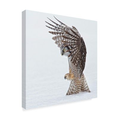 Trademark Fine Art 1X06112-C1818GG Pouncing by Alfred Forns Fine Art, 18" x 18", Multicolor