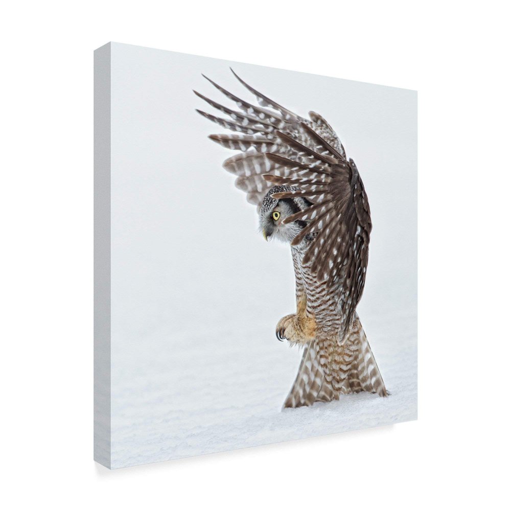 Trademark Fine Art 1X06112-C1818GG Pouncing by Alfred Forns Fine Art, 18" x 18", Multicolor