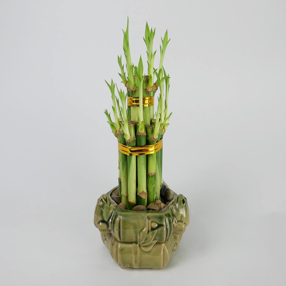 Athena's Garden Lucky Bamboo Tower Ceramic Frog Pot