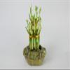 Athena's Garden Lucky Bamboo Tower Ceramic Frog Pot view 1