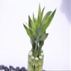 Athena's Garden Lucky Bamboo Tower Ceramic Frog Pot view 3