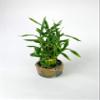 Athena's Garden Lucky Bamboo Tower Ceramic Frog Pot view 4