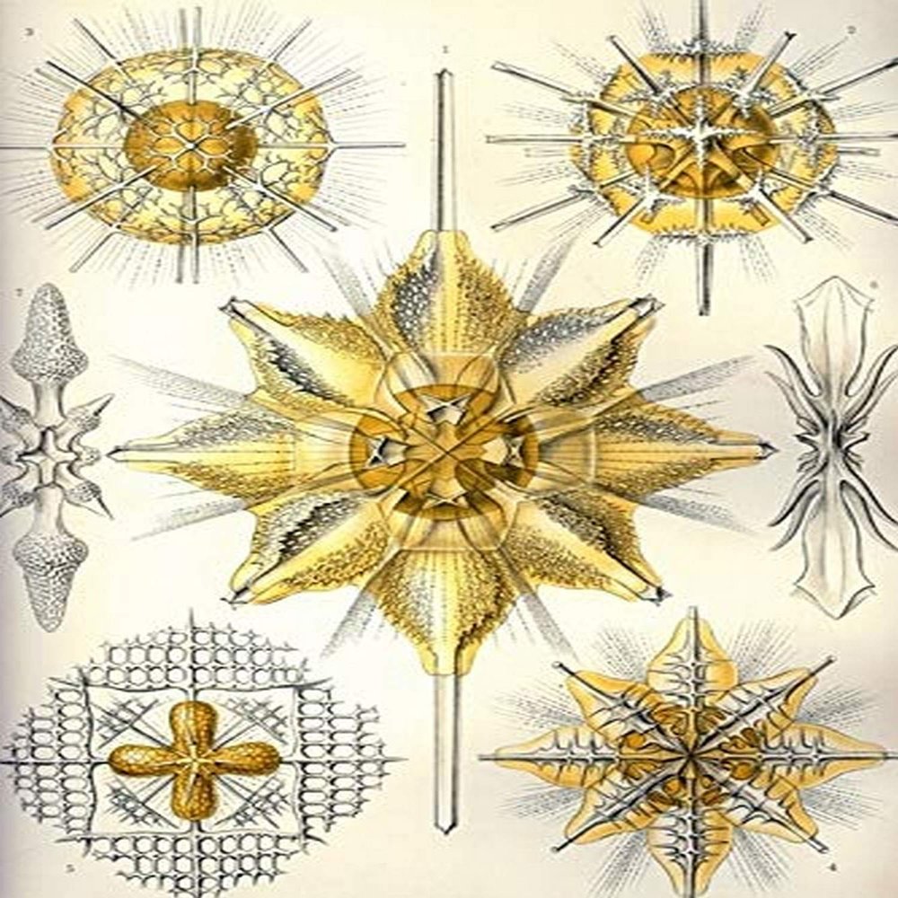 Acanthometra An order of Acantharia These marine protozoans have a skeleton limited to 20 radially arranged rods which extend from the center forming a characteristic pattern in which angles are quite