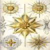 Acanthometra An order of Acantharia These marine protozoans have a skeleton limited to 20 radially arranged rods which extend from the center forming a characteristic pattern in which angles are quite view 1