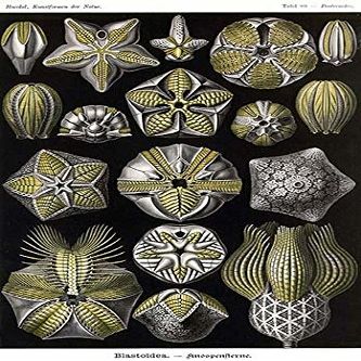 Blastoids (Class Blastoidea) are an extinct type of stemmed echinoderm Often called sea buds blastoid fossils look like small hickory nuts They originated along with many other echinoderm classes in t