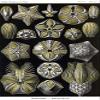 Blastoids (Class Blastoidea) are an extinct type of stemmed echinoderm Often called sea buds blastoid fossils look like small hickory nuts They originated along with many other echinoderm classes in t view 1