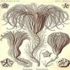 Crinoids are marine animals that make up the class Crinoidea of the echinoderms (phylum Echinodermata) Crinoidea comes from the Greek word krinon a lily and eidos form They live both in shallow water view 1