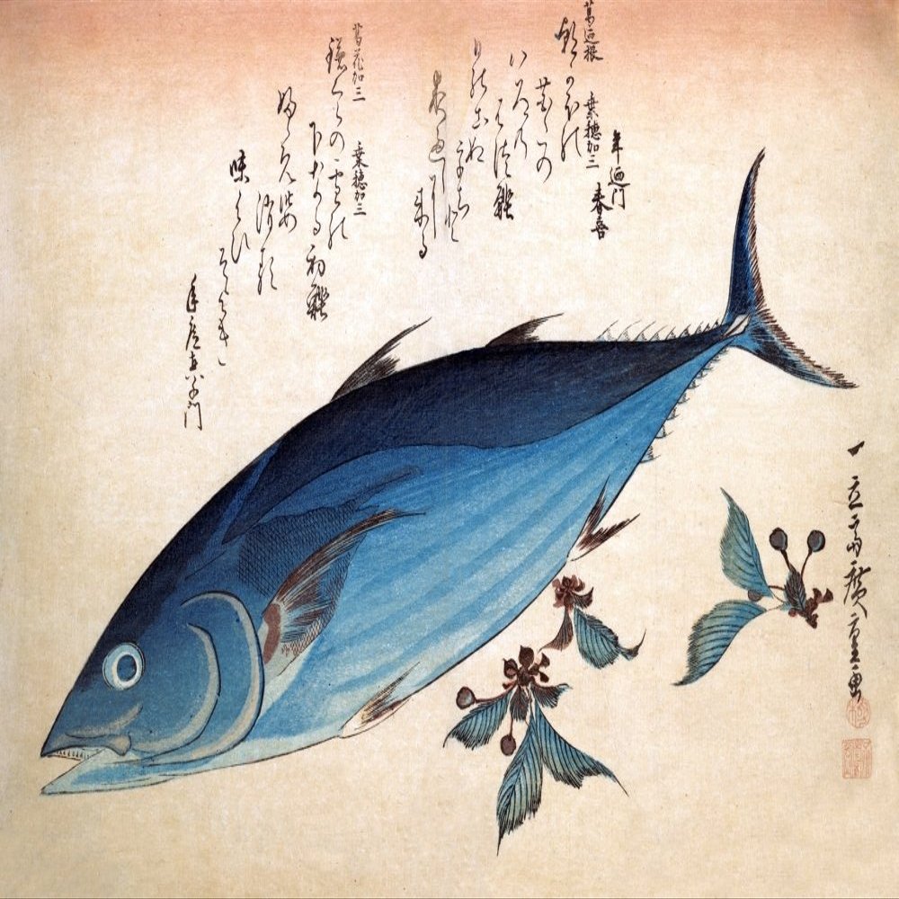 Katsuo bonito ( Katsuwonus pelamis ) Also called ocean bonito stripe-bellied bonito and striped tuna Together with three sprigs of cherry ( sakura ) Poems by Toshinoto Haruki and Toshihiro Machikado F