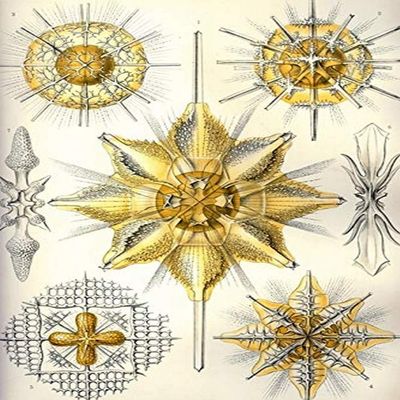 Acanthometra An order of Acantharia These marine protozoans have a skeleton limited to 20 radially arranged rods which extend from the center forming a characteristic pattern in which angles are quite