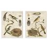 Stupell Industries Avian Journal Bird Illustrations Wall Plaque, 2pc Each 10 x 15, Multi-Color view 1