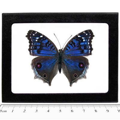 BicBugs Precis rhadama Female Real Blue Buckeye Butterfly Africa Framed