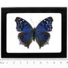 BicBugs Precis rhadama Female Real Blue Buckeye Butterfly Africa Framed view 1