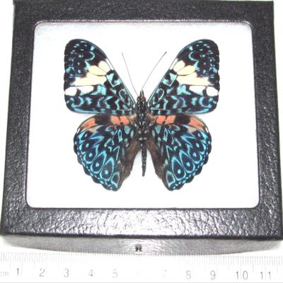 BicBugs Hamadryas amphinome Real Framed Butterfly Blue White Peru