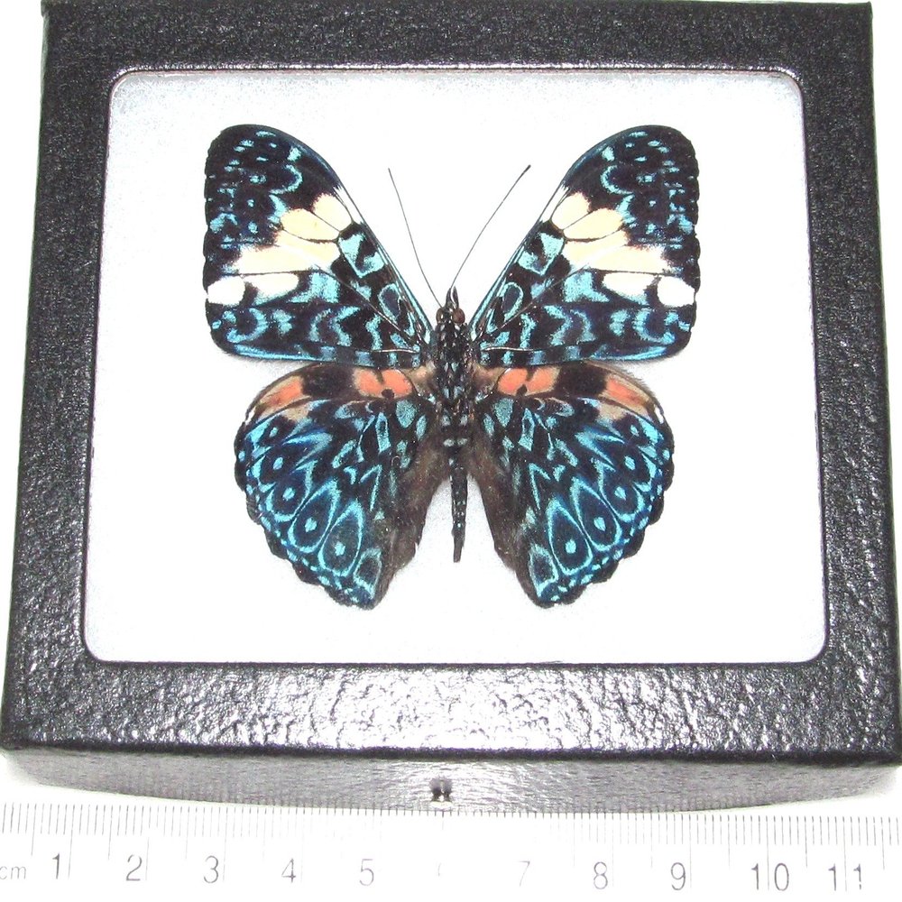 BicBugs Hamadryas amphinome Real Framed Butterfly Blue White Peru