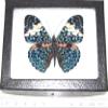BicBugs Hamadryas amphinome Real Framed Butterfly Blue White Peru view 1