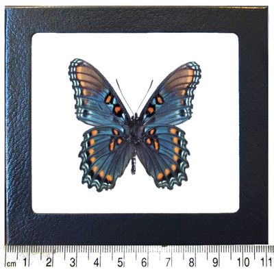 BicBugs Limenitis arthemis arizonensis verso REAL FRAMED BUTTERFLY BLUE ARIZONA RED SPOTTED PURPLE