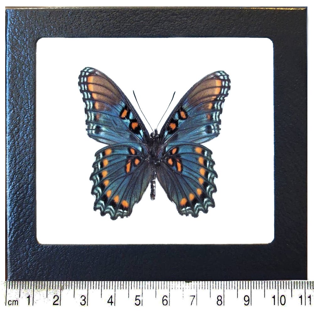 BicBugs Limenitis arthemis arizonensis verso REAL FRAMED BUTTERFLY BLUE ARIZONA RED SPOTTED PURPLE