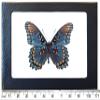 BicBugs Limenitis arthemis arizonensis verso REAL FRAMED BUTTERFLY BLUE ARIZONA RED SPOTTED PURPLE view 1