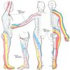Gifts Delight Laminated 16x18 Poster: Dermatome Anatomy view 1