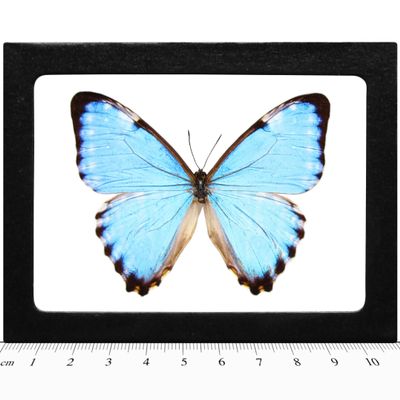 BicBugs REAL FRAMED BUTTERFLY BLUE MORPHO PORTIS