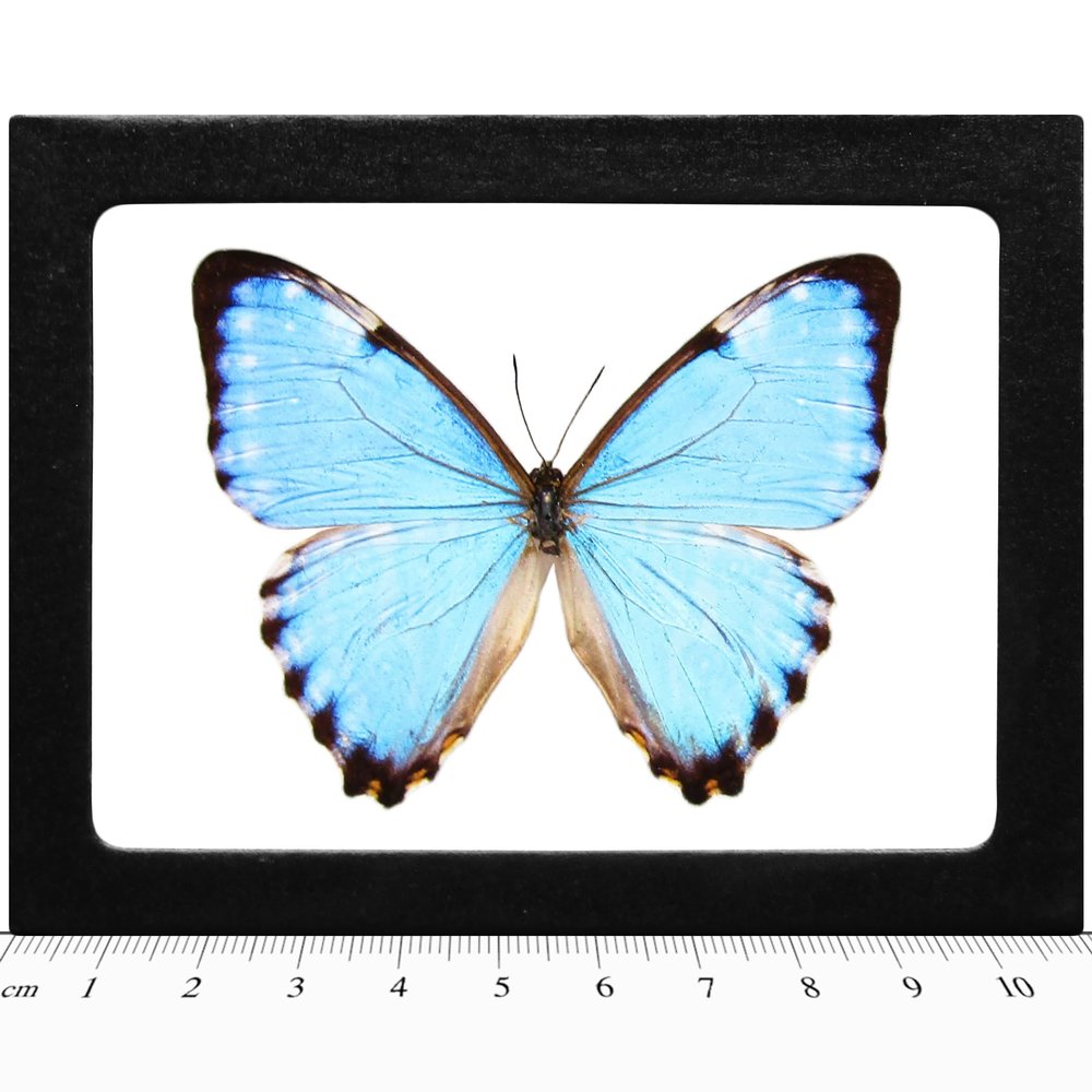 BicBugs REAL FRAMED BUTTERFLY BLUE MORPHO PORTIS