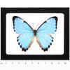 BicBugs REAL FRAMED BUTTERFLY BLUE MORPHO PORTIS view 1
