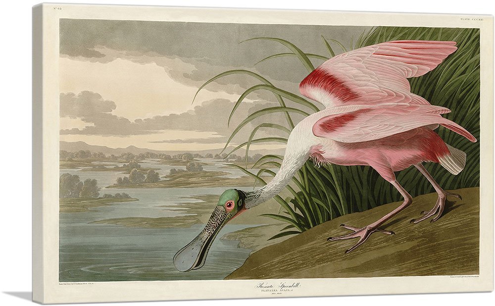 ARTCANVAS Roseate Spoonbill Canvas Art Print Stretched Framed Painting Picture Poster Giclee Wall Decor by John James Audubon - 40" x 26" (0.75" Deep)
