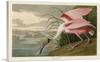 ARTCANVAS Roseate Spoonbill Canvas Art Print Stretched Framed Painting Picture Poster Giclee Wall Decor by John James Audubon - 40" x 26" (0.75" Deep) view 1