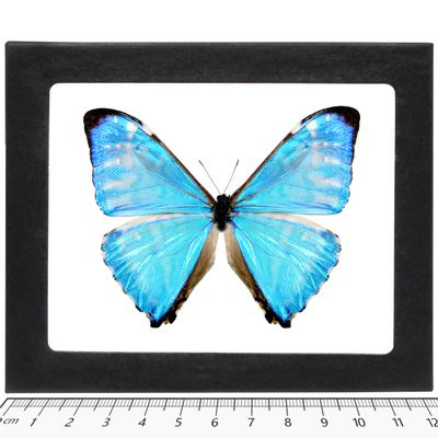 BicBugs Morpho zephyritis Real Framed Butterfly Blue