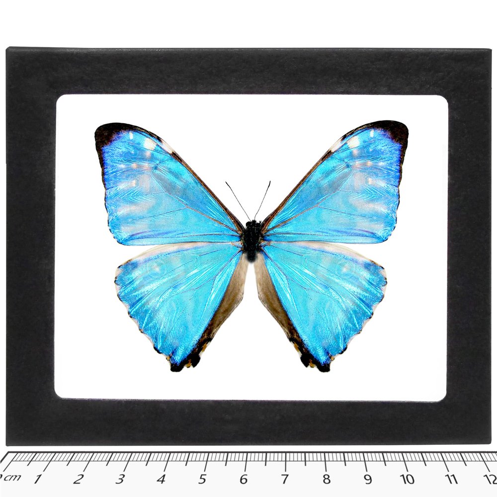 BicBugs Morpho zephyritis Real Framed Butterfly Blue