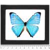 BicBugs Morpho zephyritis Real Framed Butterfly Blue view 1