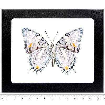 BicBugs Baeotus japetus Verso Real Framed Butterfly Peru