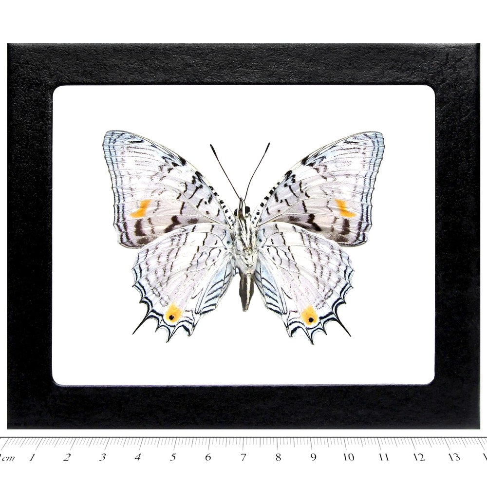 BicBugs Baeotus japetus Verso Real Framed Butterfly Peru