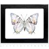 BicBugs Baeotus japetus Verso Real Framed Butterfly Peru view 1