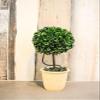 Admired by Nature 13.5"H Faux Preserved Artificial Boxwood Topiary Plant Tabletop with Double Ball In Pot, Artificial boxwood Balls For Pots for Home Decor, Office Desk, Front Porch Indoor and Outdoor view 3