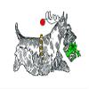 (10 Pack) Scottish Terrier Christmas Card (Inside Reads: Merry Christmas!) view 1