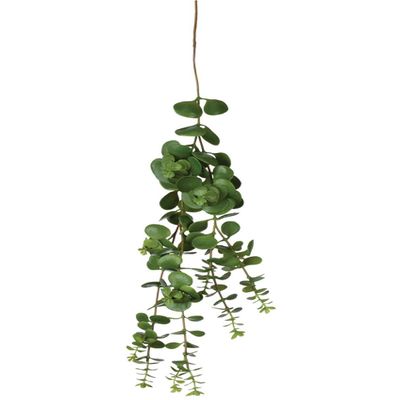 Sullivans Hanging Succulent