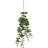 Sullivans Hanging Succulent view 1
