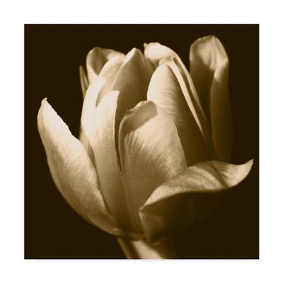 Trademark Fine Art Sepia Tulip Ii by Rene W. Stramel e W, 18x18-Inch