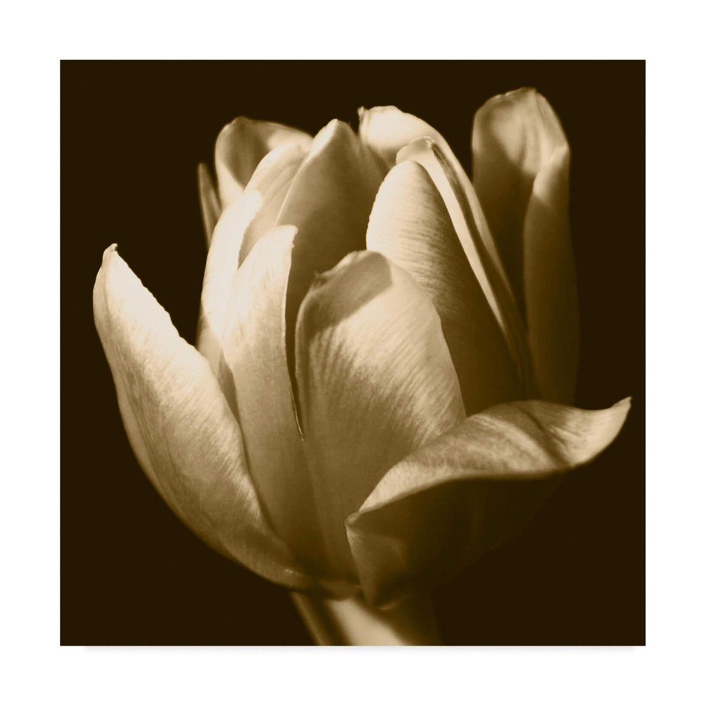 Trademark Fine Art Sepia Tulip Ii by Rene W. Stramel e W, 18x18-Inch