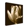 Trademark Fine Art Sepia Tulip Ii by Rene W. Stramel e W, 18x18-Inch view 2
