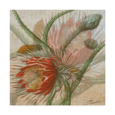 Trademark Fine Art Desert Botanicals Ii by John Butler, 18x18-Inch