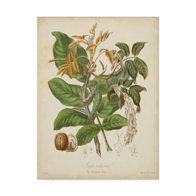 Trademark Fine Art Botanicals Vi by Elizabeth Twining, 35x47-Inch